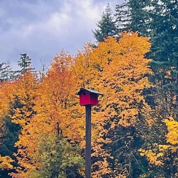 Maple Woods B&B | vacation home Vancouver | Booking.com